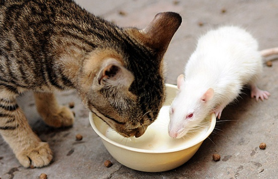Kisah Cerita Kucing Dan Tikus
