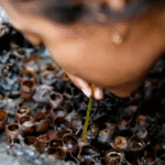 Madu Kecil Gula Besar Probiotik dari Kumbang Tanpa Sengat