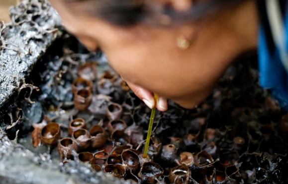 Madu Kecil Gula Besar Probiotik dari Kumbang Tanpa Sengat Madu Kecil Gula Besar Probiotik dari Kumbang Tanpa Sengat
