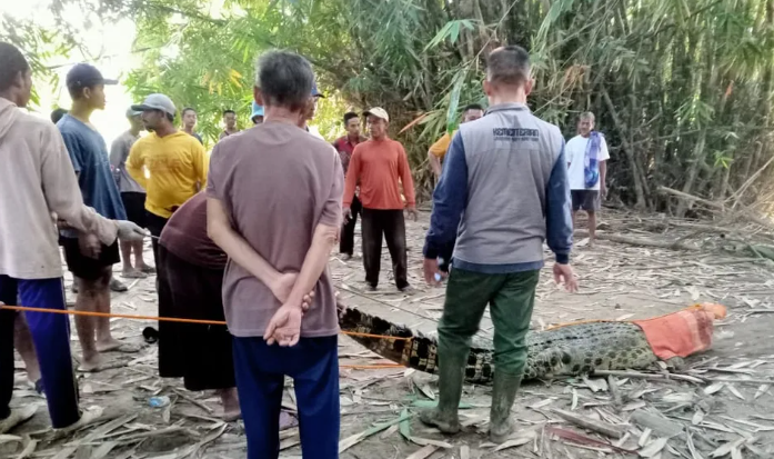 Masyarakat Lampung Berpulang Diserbu Buaya